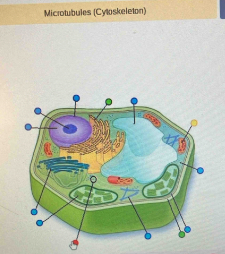 Microtubules (Cytoskeleton)