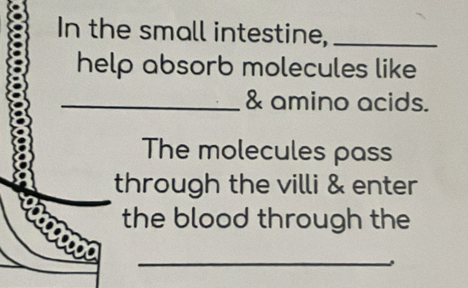 In the small intestine,_ 
help absorb molecules like 
_& amino acids. 
The molecules pass 
through the villi & enter 
the blood through the 
_