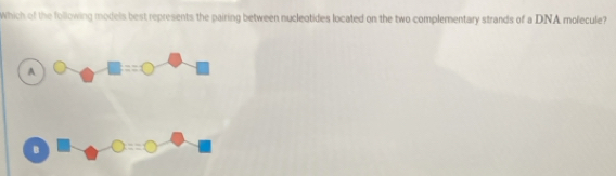 Which of the following models best represents the pairing between nucleotides located on the two complementary strands of a DNA molecule?
A □ ==□
B O==(