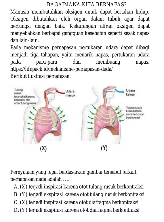 BAGAIMANA KITA BERNAFAS?
Manusia membutuhkan oksigen untuk dapat bertahan hidup.
Oksigen dibutuhkan oleh organ dalam tubuh agar dapat
berfungsi dengan baik. Kekurangan aliran oksigen dapat
menyebabkan berbagai gangguan kesehatan seperti sesak napas
dan lain-lain.
Pada mekanisme pernapasan pertukaran udara dapat dibagi
menjadi tiga tahapan, yaitu menarik napas, pertukaran udara
pada paru-paru dan membuang napas.
https://lifepack.id/mekanisme-pernapasan-dada/
Berikut ilustrasi pernafasan:
(X) 
Pernyataan yang tepat berdasarkan gambar tersebut terkait
pernapasan dada adalah ….
A . (X ) terjadi inspirasi karena otot tulang rusuk berkontraksi
B. (Y ) terjadi ekspirasi karena otot tulang rusuk berkontraksi
C. (X) terjadi inspirasi karena otot diafragma berkontraksi
D. (Y) terjadi ekspirasi karena otot diafragma berkontraksi