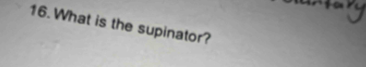 What is the supinator?