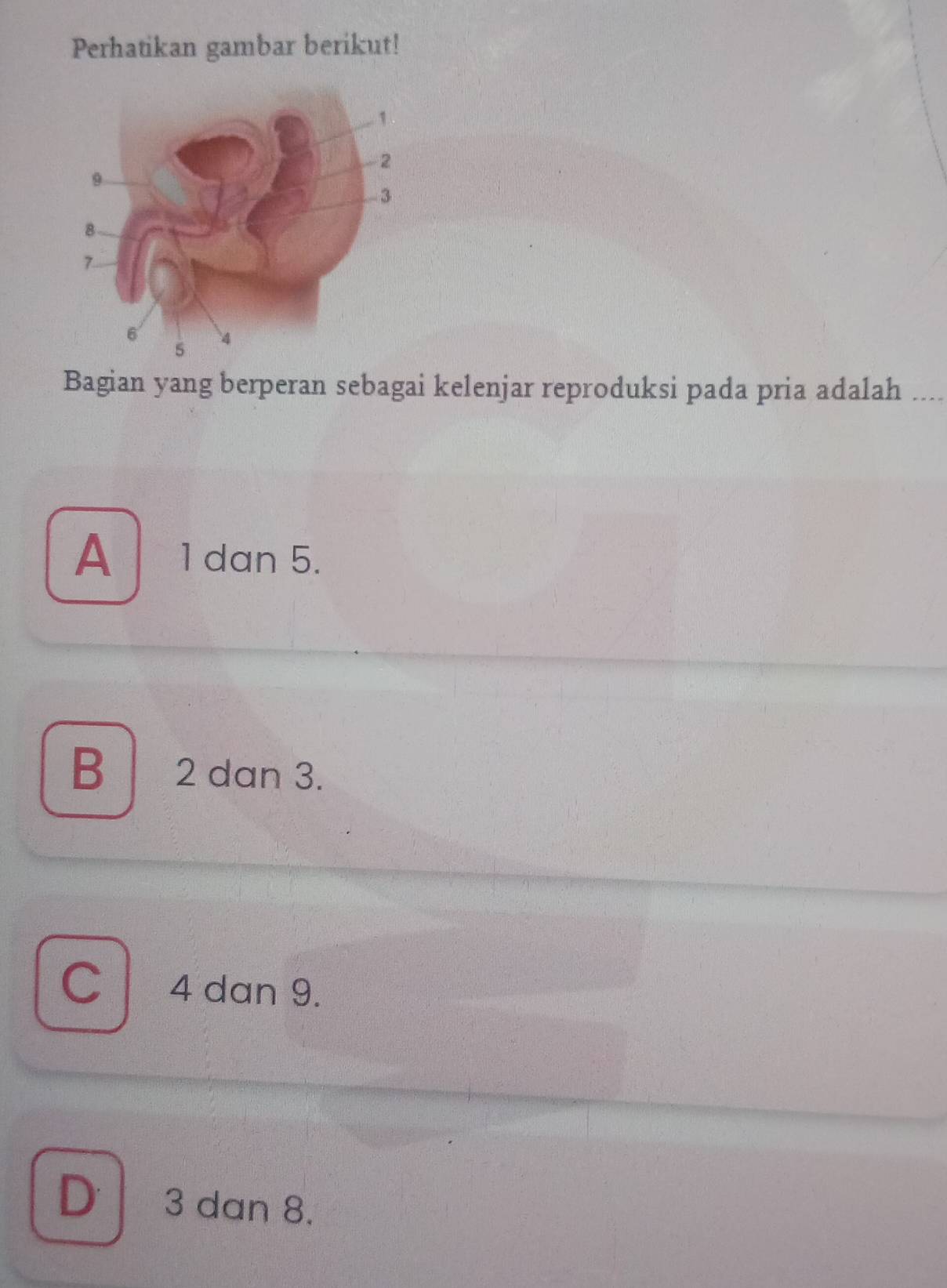 Perhatikan gambar berikut!
Bagian yang berperan sebagai kelenjar reproduksi pada pria adalah ....
A 1 dan 5.
B 2 dan 3.
C 4 dan 9.
D 3 dan 8.