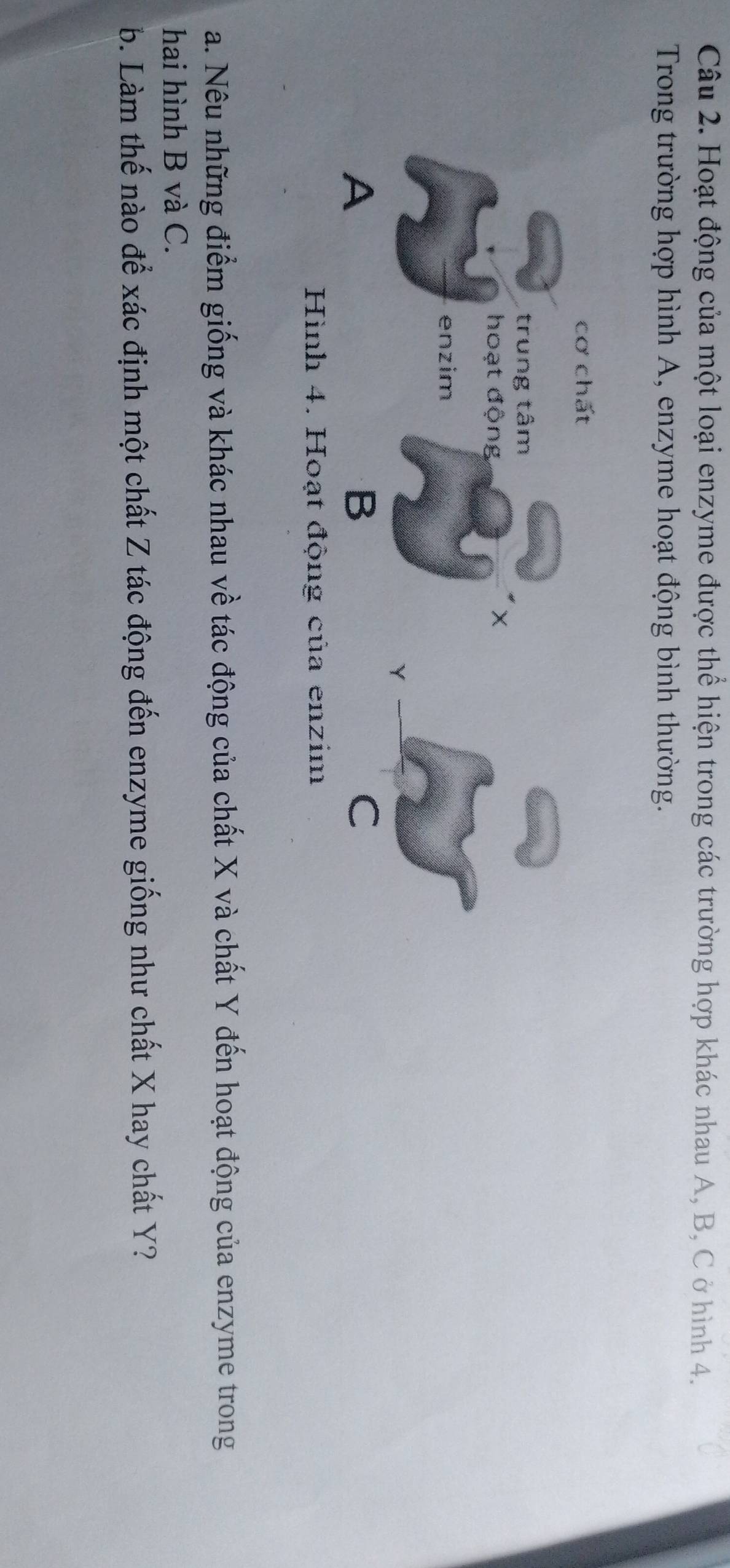 Hoạt động của một loại enzyme được thể hiện trong các trường hợp khác nhau A, B, C ở hình 4. 
Trong trường hợp hình A, enzyme hoạt động bình thường. 
cơ chất 
trung tâm 
hoạt động 
enzim 
A 
B 
Hình 4. Hoạt động của enzim 
a. Nêu những điểm giống và khác nhau về tác động của chất X và chất Y đến hoạt động của enzyme trong 
hai hình B và C. 
b. Làm thế nào để xác định một chất Z tác động đến enzyme giống như chất X hay chất Y?