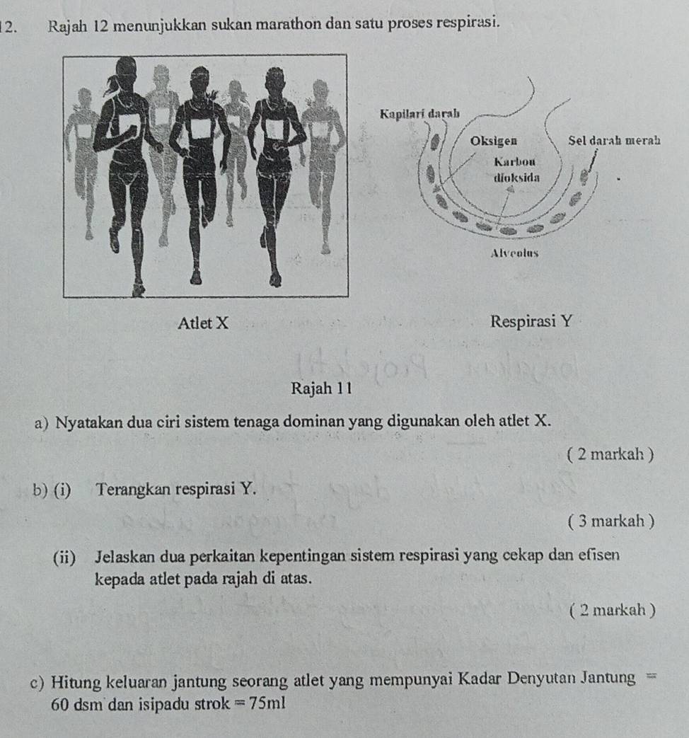 Rajah 12 menunjukkan sukan marathon dan satu proses respirasi. 
Atlet X Respirasi Y
Rajah 1 1 
a) Nyatakan dua ciri sistem tenaga dominan yang digunakan oleh atlet X. 
( 2 markah ) 
b) (i) Terangkan respirasi Y. 
( 3 markah ) 
(ii) Jelaskan dua perkaitan kepentingan sistem respirasi yang cekap dan efisen 
kepada atlet pada rajah di atas. 
( 2 markah ) 
c) Hitung keluaran jantung seorang atlet yang mempunyai Kadar Denyutan Jantung =
60 dsm dan isipadu strok =75ml