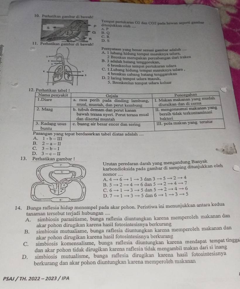 Perhatika
Tempat pertukaran O2 dan CO2 pada hewan seperti gambar
ditunjukkan oleh ....
A. P
B. Q
C. R
D. S
11. Perhatikan gambar di bawah!
Pernyataan yang benar sesuai gambar adalah ....
A. 1 lubang hidung tempat masuknya udara,
2 Bronkus merupakan percabangan dari trakea
B. 3 adalah batang tenggorokan.
6 bronkeolus tempat pertukaran udara
C. 1.Lubang hidung tempat masuknya udara .
4 bronkus cabang batang tenggarokan
D. 2 laring tempat udara masuk,
5. Bronkeolus tempat udara keluar
...
A. 1-b-III
B. 2-a-II
C. 3-b-I
D. 3-c-II
13. Perhatikan gambar !
Urutan peredaran darah yang mengandung Banyak
karbondioksida pada gambar di samping ditunjukkan oleh
nomor .
A. 4to 6to 1 → 3 dan 3 → 5 → 2 → 4
B. 5 → 2 to 4 → 6 dan 5 → 2 → 4 → 7
C. 6 → 1to 3 → 5 dan 5 → 2 → 4 → 6
D. 7 — 1to 3 → 5 dan 6 to 1- → 3 → 5
14. Bunga raflesia hidup menempel pada akar pohon. Peristiwa ini menunjukkan antara kedua
tanaman tersebut terjadi hubungan ....
A. simbiosis parasitisme, bunga raflesia diuntungkan karena memperoleh makanan dan
akar pohon dirugikan karena hasil fotosintesisnya berkurang
B. simbiosis mutualisme, bunga raflesia diuntungkan karena memperoleh makanan dan
akar pohon dirugikan karena hasil fotosintesisnya berkurang
C. simbiosis komensalisme, bunga raflesia diuntungkan karena mendapat tempat tingga
dan akar pohon tidak dirugikan karena raflesia tidak mengambil makan dari si inang
D. simbiosis mutualisme, bunga raflesia dirugikan karena hasil fotosintesisnya
berkurang dan akar pohon diuntungkan karena memperoleh makanan
PSAJ / TH. 2022 - 2023 / IPA