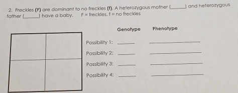 Freckles (F) are dominant to no freckles (f). A heterozygous mother [_ ) and heterozygous 
father [_ I have a baby. F= freckles. f= nc freckles 
Genotype Phenotype 
Possibility 1:_ 
_ 
Possibility 2:_ 
_ 
Possibility 3:_ 
_ 
Possibility 4:_ 
_