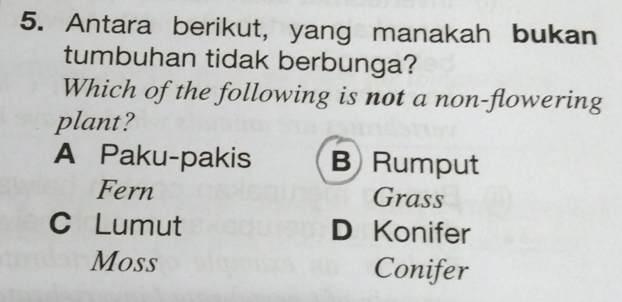 Antara berikut, yang manakah bukan
tumbuhan tidak berbunga?
Which of the following is not a non-flowering
plant?
A Paku-pakis B Rumput
Fern Grass
C Lumut D Konifer
Moss Conifer