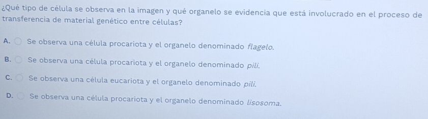 ¿Qué tipo de célula se observa en la imagen y qué organelo se evidencia que está involucrado en el proceso de
transferencia de material genético entre células?
A. Se observa una célula procariota y el organelo denominado flagelo.
B. Se observa una célula procariota y el organelo denominado pili.
C. Se observa una célula eucariota y el organelo denominado pili.
D. Se observa una célula procariota y el organelo denominado lisosoma.