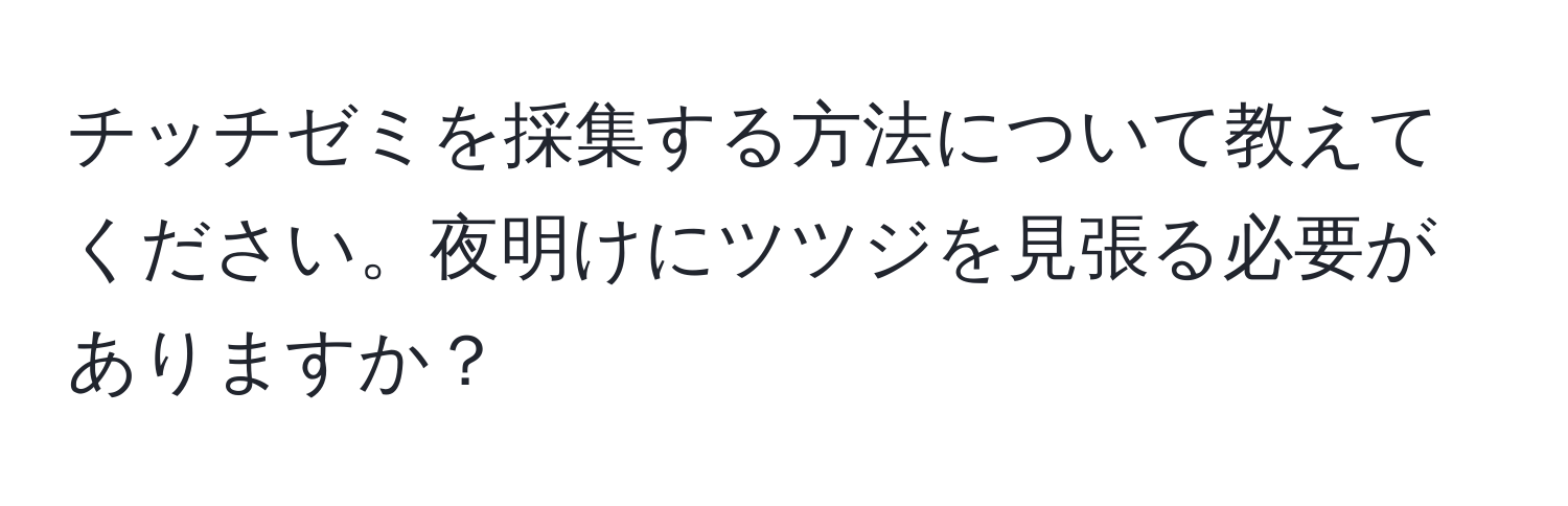 チッチゼミを採集する方法について教えてください。夜明けにツツジを見張る必要がありますか？