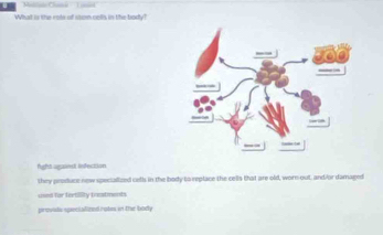 What is the rots of ston cells in the body?
fight agaiest Refection
they produce new specialized cell in the body to replace the cells that are old, worn out, and or damaged
soed for feetlity tocstmonts
prove specialized notes in the body