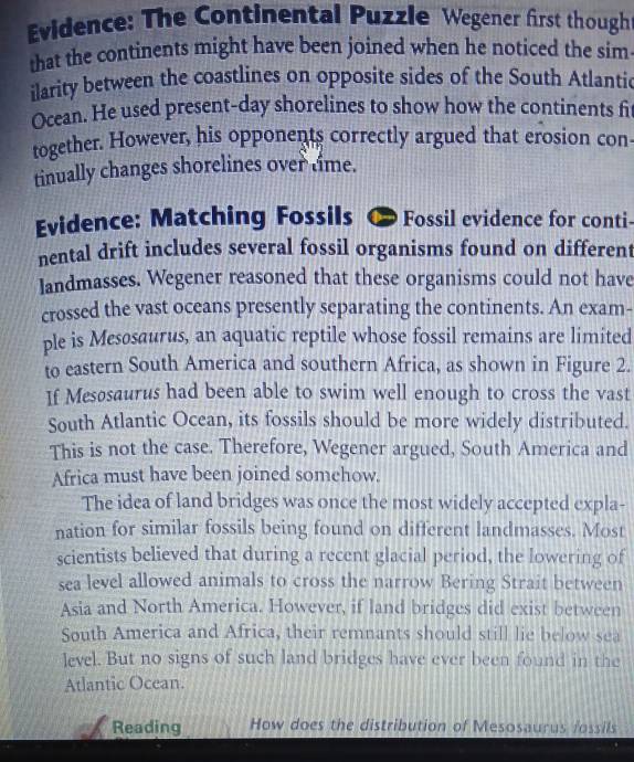 Evidence: The Continental Puzzle Wegener first though 
that the continents might have been joined when he noticed the sim 
ilarity between the coastlines on opposite sides of the South Atlantic 
Ocean. He used present-day shorelines to show how the continents fi 
together. However, his opponents correctly argued that erosion con 
tinually changes shorelines over time. 
Evidence: Matching Fossils ∞ Fossil evidence for conti- 
nental drift includes several fossil organisms found on different 
landmasses. Wegener reasoned that these organisms could not have 
crossed the vast oceans presently separating the continents. An exam- 
ple is Mesosaurus, an aquatic reptile whose fossil remains are limited 
to eastern South America and southern Africa, as shown in Figure 2. 
If Mesøsaurus had been able to swim well enough to cross the vast 
South Atlantic Ocean, its fossils should be more widely distributed. 
This is not the case. Therefore, Wegener argued, South America and 
Africa must have been joined somehow. 
The idea of land bridges was once the most widely accepted expla- 
nation for similar fossils being found on different landmasses. Most 
scientists believed that during a recent glacial period, the lowering of 
sea level allowed animals to cross the narrow Bering Strait between 
Asia and North America. However, if land bridges did exist between 
South America and Africa, their remnants should still lie below sea 
level. But no signs of such land bridges have ever been found in the 
Atlantic Ocean. 
Reading How does the distribution of Mesosaurus fossils