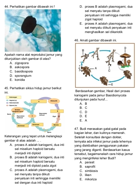 Perhatikan gambar dibawah ini ! D. proses B adalah plasmogami, dua
sel menyatu tanpa diikuti
penyatuan inti sehingga memiliki
zigot haploid
E. proses A adalah plasmogami, dua
sel menyatu diikuti penyatuan inti
menghasilkan sel dikariotik 
46. Amati gambar dibawah ini.
Apakah nama alat reproduksi jamur yang
ditunjukkan oleh gambar di atas?
A. zigospora
B. askospora
C. basidiospora
D. sporangium
E.konidia
45. Perhatikan siklus hidup jamur berikut
ini. Berdasarkan gambar, Hasil dari proses
kariogami pada jamur Basidiomycota
ditunjukan pada huruf...
A. B
B. C
C. D
D. E
E. A
47. Budi merasakan gatal-gatal pada
bagian leher, dan kulitnya memerah.
Keterangan yang tepat untuk melengkapi Setelah konsultasi dengan dokter,
gambar di atas adalah ... . ternyata ada infeksi jamur pada lehernya
A. proses A adalah kariogami, dua inti yang diakibatkan penggunaan pakaian
sel miselium haploid bersatu yang jarang diganti. Berdasarkan kasus
menjadi inti diploid tersebut, bagaimanakah cara hidup jamur
B. proses B adalah kariogami, dua inti yang menginfeksi leher Budi?
sel miselium haploid bersatu A. parasit
menjadi inti diploid pada zigot B. saprofit
C. proses A adalah plasmogami, dua C. simbiosis
sel menyatu tanpa diikuti D. liken
penyatuan inti sehingga memiliki E. mikoriza
sel dengan dua inti haploid