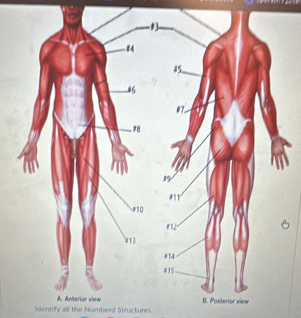 identify all the Numberd Structures.