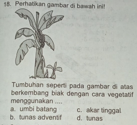 Perhatikan gambar di bawah ini!
Tumbuhan seperti pada gambar di atas
berkembang biak dengan cara vegetatif
menggunakan ....
a. umbi batang c. akar tinggal
b. tunas adventif d. tunas