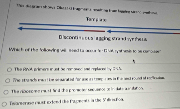 This diagram shows Okazaki fragments resulting from lagging strand synthesis.
Template
Discontinuous lagging strand synthesis
Which of the following will need to occur for DNA synthesis to be complete?
The RNA primers must be removed and replaced by DNA.
The strands must be separated for use as templates in the next round of replication.
The ribosome must find the promoter sequence to initiate translation.
Telomerase must extend the fragments in the 5' direction.