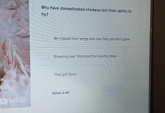 Why have domesticated chickens lost their ability to 
fly? 
We clipped their wings and now they just don't grow. 
Breeding over time bred that quality away. 
They got lazier. 
Volver a ver