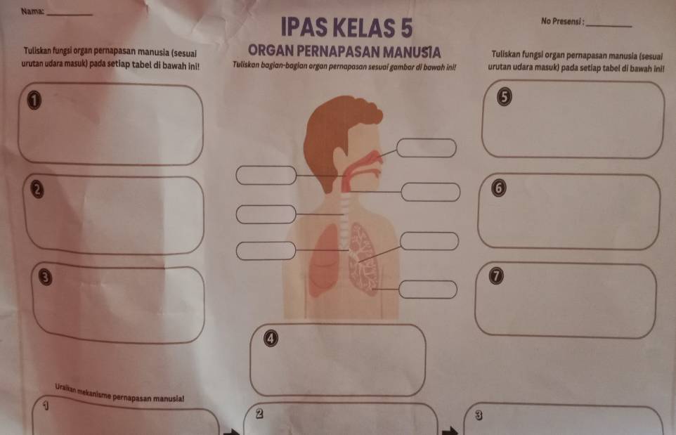 Nama:_ 
IPAS KELAS 5 No Presensi :_ 
Tuliskan fungsi organ pernapasan manusia (sesuai ORGAN PERNAPASAN MANUS1A Tuliskan fungsi organ pernapasan manusia (sesuai 
urutan udara masuk) pada setiap tabel di bawah ini! Tuliskan bagian-bagian organ pernapasan sesuai gambor di bawah ini! urutan udara masuk) pada setiap tabel di bawah ini! 
6 
2 
6 
⑦ 
④ 
Uraikan mekanisme pernapasan manusia! 
1 
2 
3