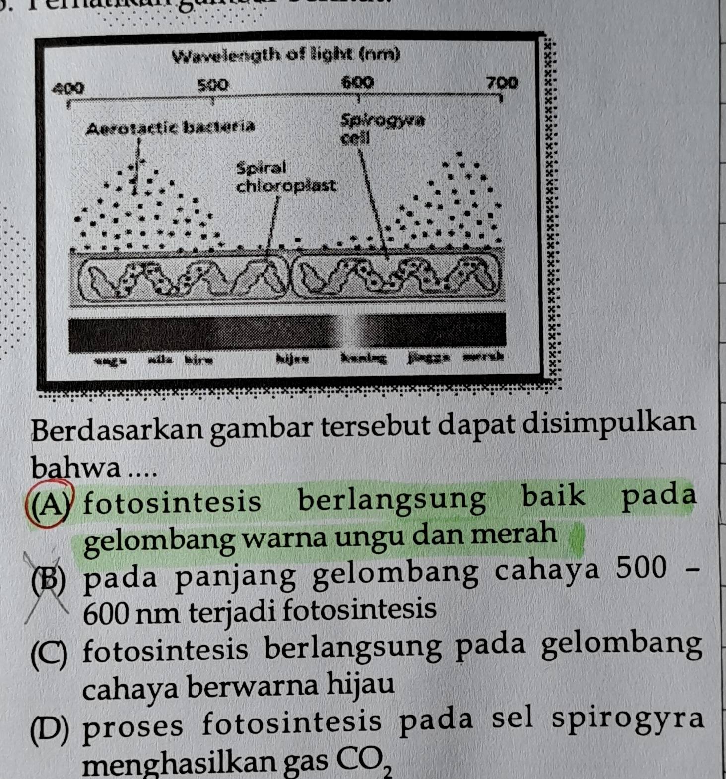 Berdasarkan gambar tersebut dapat disimpulkan
bahwa ....
(A) fotosintesis berlangsung baik pada
gelombang warna ungu dan merah
(β) pada panjang gelombang cahaya 500-
600 nm terjadi fotosintesis
(C) fotosintesis berlangsung pada gelombang
cahaya berwarna hijau
(D) proses fotosintesis pada sel spirogyra
menghasilkan gas CO_2