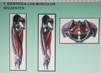 IDENTIFICA LOS MUSCULOS 
SIGUIENTES: