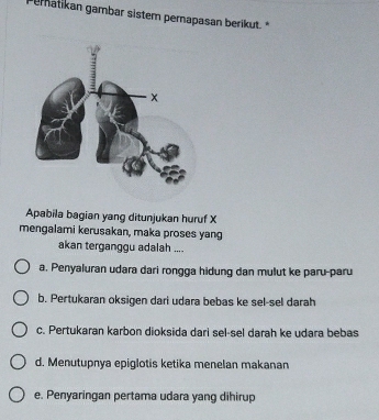 matikan gambar sistern pernapasan berikut. *
Apabila bagian yang ditunjukan huruf X
mengalami kerusakan, maka proses yang
akan terganggu adalah ....
a. Penyaluran udara dari rongga hidung dan mulut ke paru-paru
b. Pertukaran oksigen dari udara bebas ke sel-sel darah
c. Pertukaran karbon dioksida dari sel-sel darah ke udara bebas
d. Menutupnya epiglotis ketika menelan makanan
e. Penyaringan pertama udara yang dihirup