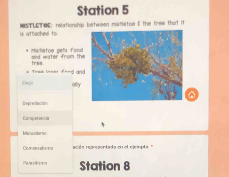 Station 5
MISTLETOE: relationship between mistletoe $ the tree that it
is attached to.
Mistletoe gets food
and water from the 
tree.
Thee Intet fond and
Elegir ally
Depredación
Competencia
Mutualismo
Comensalismo ación representada en el ejemplo. *
Parasitismo Station 8