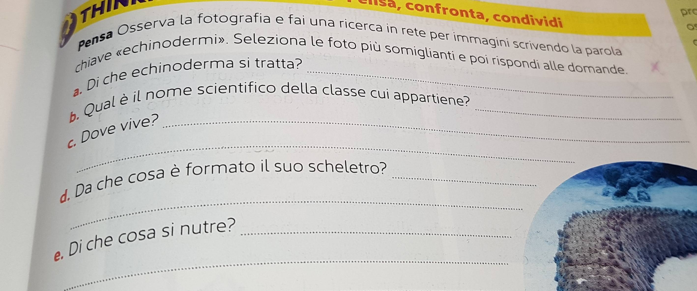 THIN 
pro 
clša, confronta, condividi 
Pensa Osserva la fotografia e fai una ricerca in rete per immagini scrivendo la parola 
chiave «echinodermi». Seleziona le foto più somiglianti e poi rispondi alle domande. 
Di che echinoderma si tratta?_ 
. Qual è il nome scientifico della classe cui appartiene?_ 
_ 
. Dove vive?_ 
_ 
d. Da che cosa è formato il suo scheletro?_ 
_ 
. Di che cosa si nutre?_