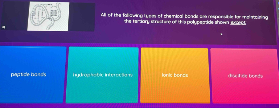 All of the following types of chemical bonds are responsible for maintaining
the tertiary structure of this polypeptide shown except;
peptide bonds hydrophobic interactions ionic bonds disulfide bonds