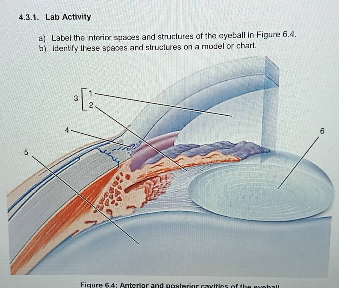 Lab Activity 
a) Label the interior spaces and structures of the eyeball in Figure 6.4. 
b) Identify these spaces and structures on a model or chart. 
Fiqure 6.4: Anterior and posterior cavities of the eveball