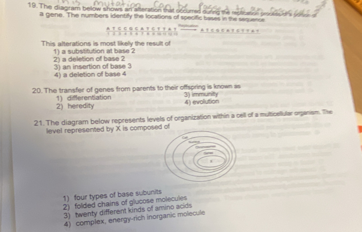 The diagram below shows an alteration that occurred ouring the reptication procetis
a gene. The numbers identify the locations of specific bases in the sequence.
Replication
 ATCCGCATCTTAT/12545476950000  A1C∩ (A1)C1 
This alterations is most likely the result of
1) a substitution at base 2
2) a deletion of base 2
3) an insertion of base 3
4) a deletion of base 4
20. The transfer of genes from parents to their offspring is known as
1) differentiation 3) immunity
2) heredity 4) evolution
21. The diagram below represents levels of organization within a cell of a mutticellular organism. The
level represented by X is composeof
1) four types of base subunits
2) folded chains of glucose molecules
3) twenty different kinds of amino acids
4) complex, energy-rich inorganic molecule
