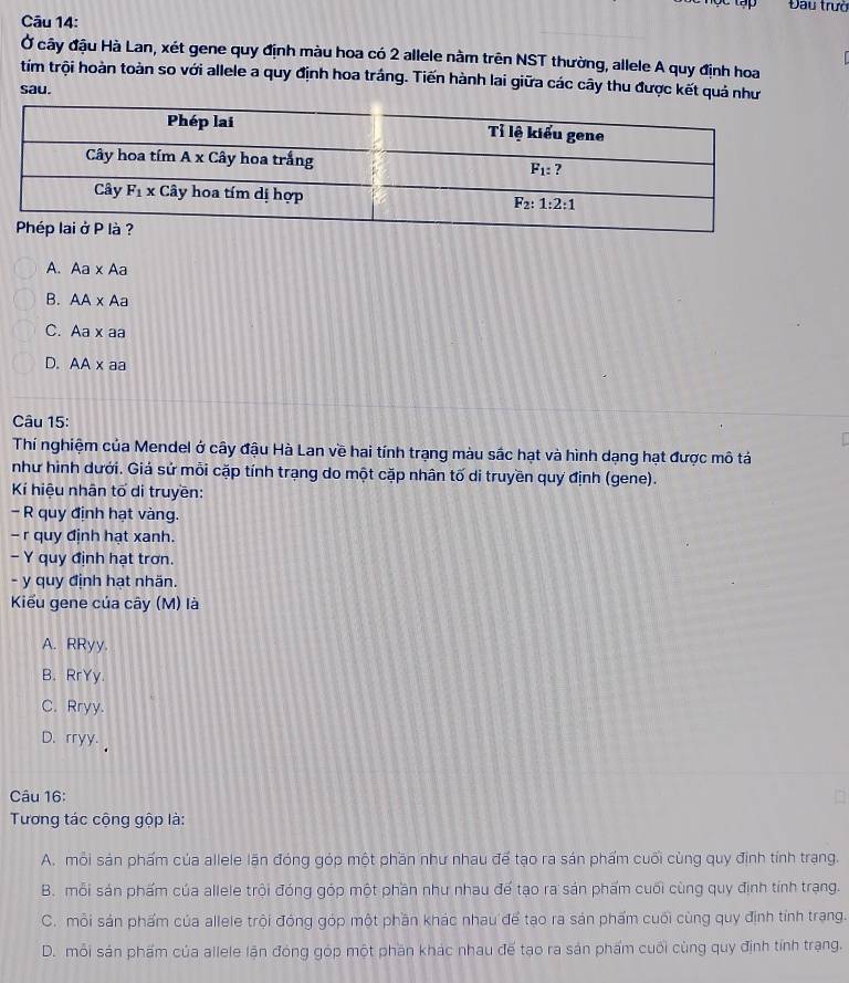 Đau trườ
Câu 14:
Ở cây đậu Hà Lan, xét gene quy định màu hoa có 2 allele nằm trên NST thường, allele A quy định hoa
tím trội hoàn toàn so với allele a quy định hoa trắng. Tiến hành lai giữa các cây thu được kết quả như
sau.
A. Aa* Aa
B. AA* Aa
C. Aa* aa
D. AAx aª
Câu 15:
Thí nghiệm của Mendel ở cây đậu Hà Lan về hai tính trạng màu sắc hạt và hình dạng hạt được mô tả
như hình dưới. Giá sử mỗi cặp tính trạng do một cặp nhân tố di truyền quy định (gene).
Kí hiệu nhân tố di truyền:
- R quy định hạt vàng.
- r quy định hạt xanh.
- Y quy định hạt trơn.
- y quy định hạt nhän.
Kiếu gene của cây (M) là
A. RRyy.
B. RrYy.
C. Rryy.
D. rryy.
Câu 16:
Tương tác cộng gộp là:
A. mỗi sản phẩm của allele lần đóng góp một phần như nhau để tạo ra sán phẩm cuối cùng quy định tính trạng.
B. mỗi sản phẩm của allele trội đóng góp một phần như nhau đế tạo ra sản phẩm cuối cùng quy định tính trạng.
C. mỗi sản phẩm của allele trội đóng góp một phần khác nhau để tạo ra sản phẩm cuối cùng quy định tỉnh trang.
D. mỗi sản phẩm của allele lận đóng góp một phần khác nhau đế tạo ra sản phẩm cuối cùng quy định tính trạng.