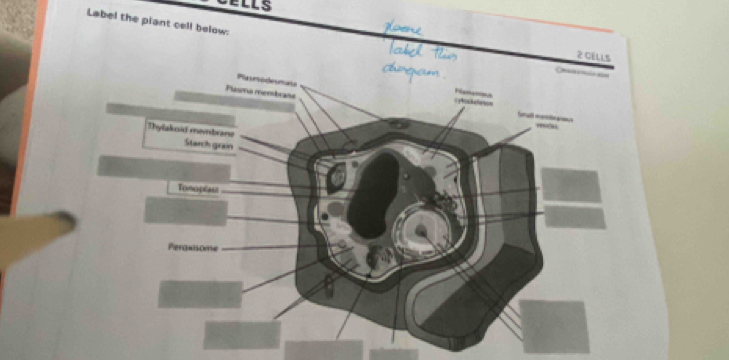 ÉLls 
Label the piant cell below:
2 CELLS