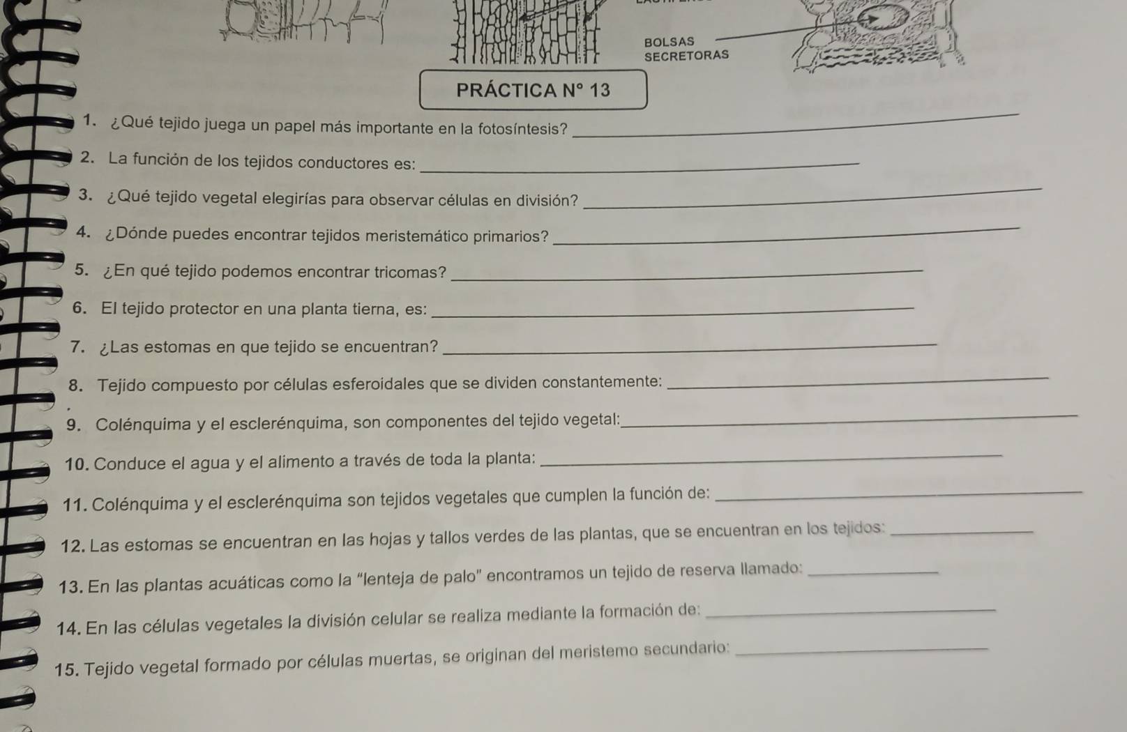 BOLSAS 
SECRETORAS 
PRÁCTICA N° 13 
1. ¿Qué tejido juega un papel más importante en la fotosíntesis? 
_ 
2. La función de los tejidos conductores es:_ 
3. ¿Qué tejido vegetal elegirías para observar células en división? 
_ 
4. ¿Dónde puedes encontrar tejidos meristemático primarios? 
_ 
5. ¿En qué tejido podemos encontrar tricomas?_ 
6. EI tejido protector en una planta tierna, es:_ 
7. £Las estomas en que tejido se encuentran?_ 
8. Tejido compuesto por células esferoidales que se dividen constantemente: 
_ 
9. Colénquima y el esclerénquima, son componentes del tejido vegetal: 
_ 
10. Conduce el agua y el alimento a través de toda la planta: 
_ 
11. Colénquima y el esclerénquima son tejidos vegetales que cumplen la función de:_ 
12. Las estomas se encuentran en las hojas y tallos verdes de las plantas, que se encuentran en los tejidos:_ 
13. En las plantas acuáticas como la “lenteja de palo" encontramos un tejido de reserva llamado:_ 
14. En las células vegetales la división celular se realiza mediante la formación de:_ 
15. Tejido vegetal formado por células muertas, se originan del meristemo secundario:_