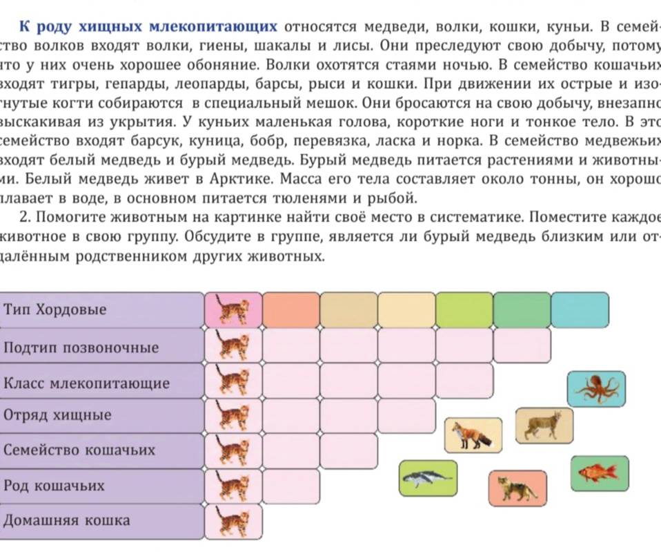 Κ роду хишηьх млекоπитаюших относяτся медведи, волки, кошки, куньи. В семей
ство волков входят волки, гиены, шакалыи лисы. Они πреследуют свою добычу, πотому
ητо у них очень хорошее обоняние. Волки охотяτся стаями ночью. В семейство кошачьих
Βхοдяτ τигры, геπарды, леоπарды, барсы, рыси и кошки. При движении их острые и изое
гнутые когти собираются в слециальный мешок. Они бросаются на свою добычу внезаπно
выскакивая из укрытия. У куньих маленькая голова, короткие ноги и тонкое тело. В это
cсемейсτво входяτ барсук, куница, бобр, перевязка, ласка и норка. В семейство медвежьих
Βхοдяτ белый медведь и бурый медведь. Бурый медведь πитается растениями и животηы
ми. Белый медведь живет в Арктике. Масса его тела составляет около тонны, он хорошо
πлавает в воде, в основном πитается Τюленями и рыбой.
2. Помогиτе живоτηым на картинке найτи своё место в систематике. Поместиτе κаждος
кивотное в свою групπу. Обсудите в группе, является ли бурый медведь близким или отί
далённым родственником других животных.
Τиπ Χордовые
Ποдτиπ πозвоночные
Класс млеколитаюшие
Οтряд хишные
Cemейство кошачьих
n
Ροд кошачьих
Домашняя κошка