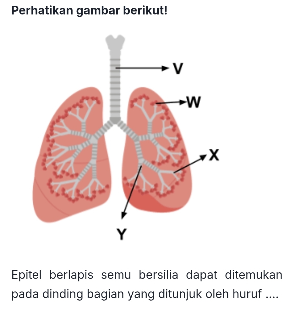 Perhatikan gambar berikut! 
Epitel berlapis semu bersilia dapat ditemukan 
pada dinding bagian yang ditunjuk oleh huruf ....