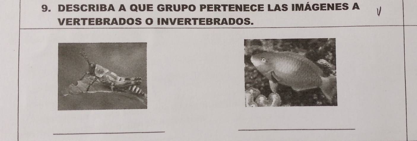 DESCRIBA A QUE GRUPO PERTENECE LAS IMÁGENES A 
VERTEBRADOS O INVERTEBRADOS. 
_ 
_