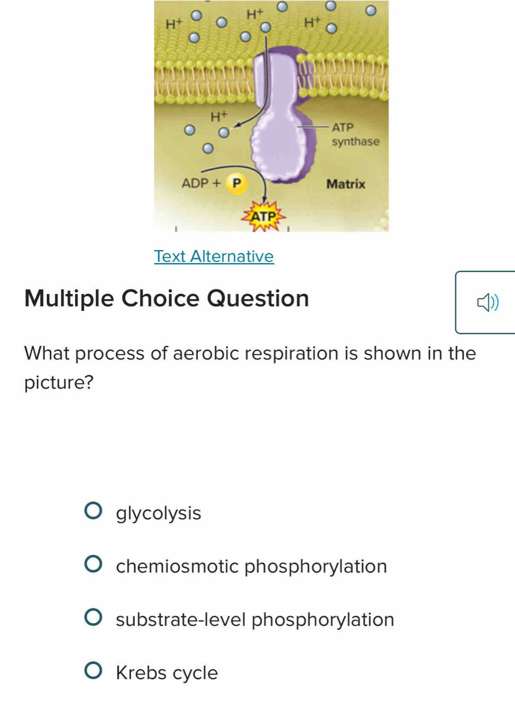 H^+
Multiple Choice Question
What process of aerobic respiration is shown in the
picture?
glycolysis
chemiosmotic phosphorylation
substrate-level phosphorylation
Krebs cycle