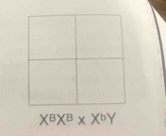 X^BX^B* X^bY