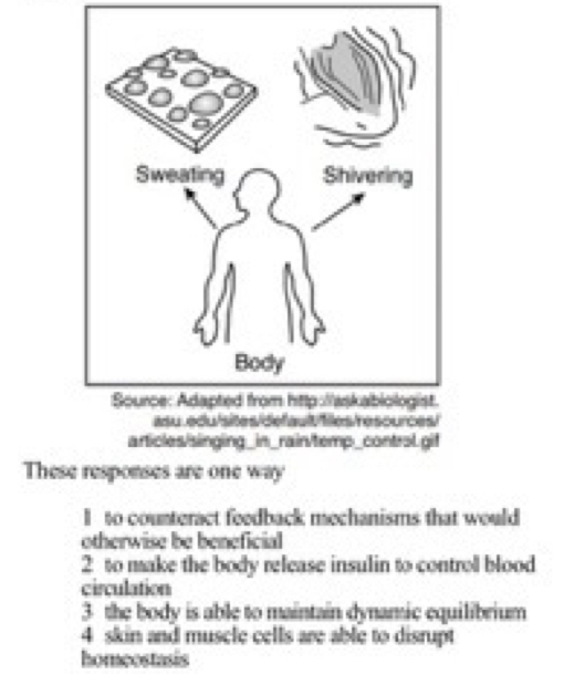 Sweating Shivering 
Body 
Source: Adapted from http://askabiologist. 
asu.edu/sites/default/files/resources/ 
articles/singling_in_rain/temp_control.gif 
These responses are one way 
I to counteract feedback mechanisms that would 
otherwise be beneficial 
2 to make the body release insulin to control blood 
circulation 
3 the body is able to maintain dynamic equilibrium 
4 skin and muscle cells are able to disrupt 
homeostasis