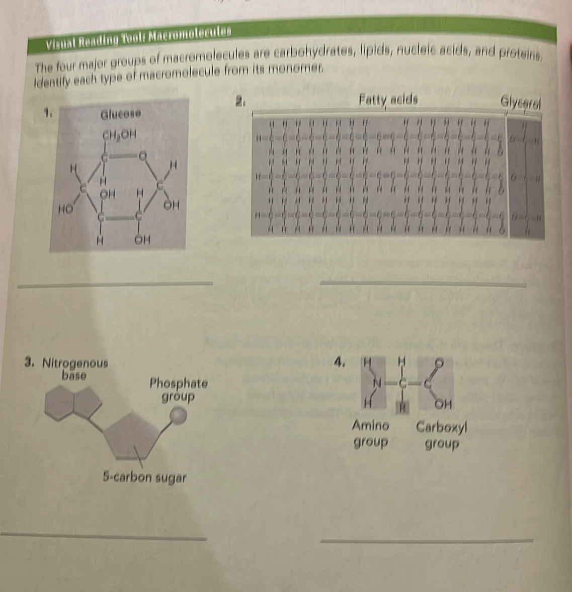 Vsual readig Nol Macromolecules
The four major groups of macromolecules are carbohydrates, lipids, nucleic acids, and protsins.
Identify each type of macromolecule from its monomer.
2。 Fatty acids Glyceral
9. Glucose
 
_
_
_
_
3. Nitrogenous4. H  H 
N   C
H R OH
Amino Carboxyl
group group
5-carbon sugar
_
_