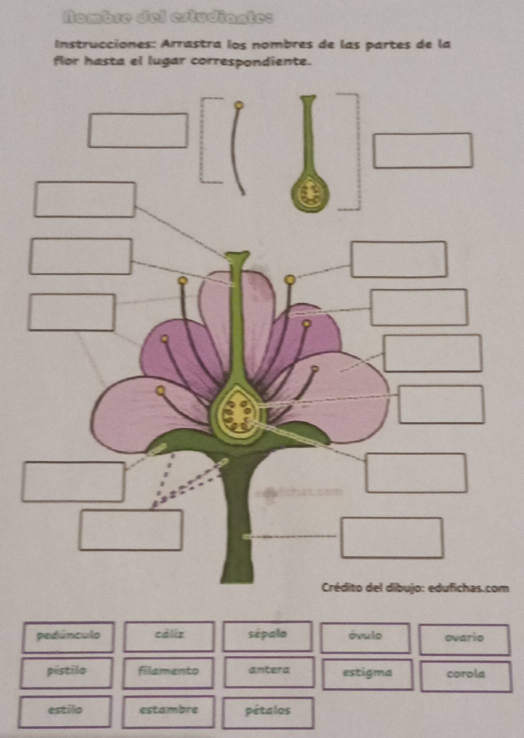 Nombre del estudiante: 
Instrucciones: Arrástra los nombres de las partes de la 
flor hasta el lugar correspondiente. 
om 
pedúnculo cáliz sépalo óvulo ovario 
pústilo filamento antera estigma corola 
estilo estambre pétalos