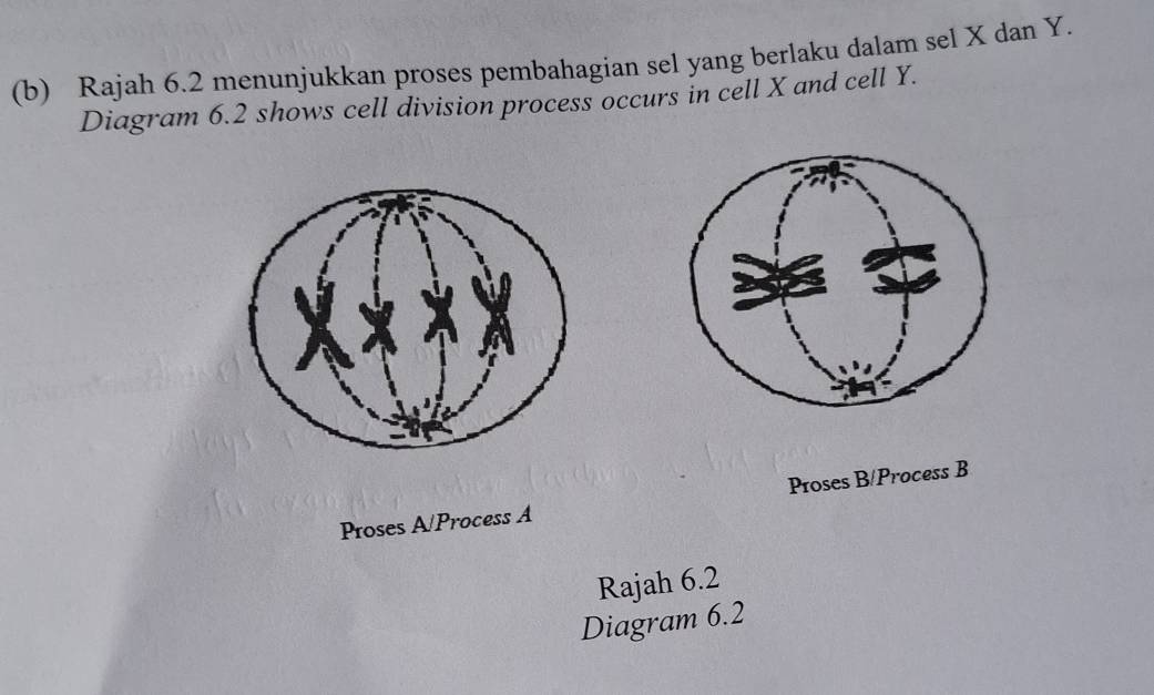 Rajah 6.2 menunjukkan proses pembahagian sel yang berlaku dalam sel X dan Y. 
Diagram 6.2 shows cell division process occurs in cell X and cell Y. 
Proses A/Process A Proses B/Process B 
Rajah 6.2 
Diagram 6.2