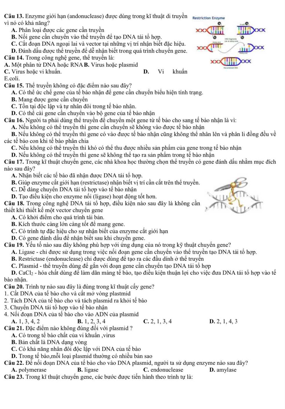 Enzyme giới hạn (andonuclease) được dùng trong kĩ thuật di truyền
vì nó có khả năng?
A. Phân loại được các gene cần truyền
B. Nối gene cần chuyển vào thể truyền đề tạo DNA tái tổ hợp.
C. Cắt đoạn DNA ngoại lai và vector tại những vị trí nhận biết đặc hiệu.
D. Đánh dấu được thể truyền để dễ nhận biết trong quá trình chuyển gene.
Câu 14. Trong công nghệ gene, thể truyền là:
A. Một phân tử DNA hoặc RNA B. Virus hoặc plasmid
C. Virus hoặc vi khuẩn. D. Vi khuẩn
E.coli.
Câu 15. Thể truyền không có đặc điểm nào sau đây?
A. Có thể ức chế gene của tế bào nhận để gene cần chuyền biểu hiện tính trạng.
B. Mang được gene cần chuyển
C. Tồn tại độc lập và tự nhân đôi trong tế bào nhân.
D. Có thể cài gene cần chuyền vào bộ gene của tế bào nhận
Câu 16. Người ta phải dùng thể truyền để chuyển một gene từ tế bảo cho sang tế bảo nhận là vì:
A. Nếu không có thể truyền thì gene cần chuyển sẽ không vào được tế bào nhận
B. Nếu không có thể truyền thì gene có vào được tế bào nhận cũng không thể nhân lên và phân li đồng đều về
các tế bào con khi tế bào phân chia
C. Nếu không có thể truyền thì khó có thể thu được nhiều sản phẩm của gene trong tế bào nhận
D. Nếu không có thể truyền thì gene sẽ không thể tạo ra sản phẩm trong tế bào nhận
Câu 17. Trong kĩ thuật chuyển gene, các nhà khoa học thường chọn thể truyền có gene đánh dấu nhằm mục đích
nào sau đây?
A. Nhận biết các tế bào đã nhận được DNA tái tổ hợp.
B. Giúp enzyme cắt giới hạn (restrictase) nhận biết vị trí cần cắt trên thể truyền.
C. Dễ dàng chuyển DNA tái tổ hợp vào tế bào nhận
D. Tạo điều kiện cho enzyme nối (ligase) hoạt động tốt hơn.
Câu 18. Trong công nghệ DNA tái tổ hợp, điều kiện nào sau đây là không cần
thiết khi thiết kế một vector chuyền gene
A. Có khởi điểm cho quá trình tái bản.
B. Kích thước càng lớn càng tốt để mang gene.
C. Có trình tự đặc hiệu cho sự nhận biết của enzyme cắt giới hạn
D. Có gene đánh dấu đề nhận biết sau khi chuyền gene.
Câu 19. Yếu tố nào sau đây không phù hợp với ứng dụng của nó trong kỹ thuật chuyển gene?
A. Ligase - chỉ được sử dụng trong việc nối đoạn gene cần chuyển vào thể truyền tạo DNA tái tổ hợp.
B. Restrictase (endonuclease) chỉ được dùng để tạo ra các đầu dính ở thể truyền
C. Plasmid - thể truyền dùng đề gắn với đoạn gene cần chuyền tạo DNA tái tổ hợp
D. CaCl₂ - hóa chất dùng để làm dãn màng tế bào, tạo điều kiện thuận lợi cho việc đưa DNA tái tổ hợp vào tế
bào nhận.
Câu 20. Trình tự nào sau đây là đúng trong kĩ thuật cấy gene?
1. Cắt DNA của tế bào cho và cắt mở vòng plastmid
2. Tách DNA của tế bào cho và tách plasmid ra khỏi tế bào
3. Chuyển DNA tái tổ hợp vào tế bào nhận
4. Nối đoạn DNA của tế bào cho vào ADN của plasmid
A. 1, 3, 4, 2 B. 1, 2, 3, 4 C. 2, 1, 3, 4 D. 2, 1, 4, 3
Câu 21. Đặc điểm nào không đúng đổi với plasmid ?
A. Có trong tế bào chất của vi khuẩn ,virus
B. Bản chất là DNA dạng vòng
C. Có khả năng nhân đôi độc lập với DNA của tế bào
D. Trong tế bào,mỗi loại plasmid thường có nhiều bản sao
Câu 22. Để nổi đoạn DNA của tế bào cho vào DNA plasmid, người ta sử dụng enzyme nào sau đây?
A. polymerase B. ligase C. endonuclease D. amylase
Câu 23. Trong kĩ thuật chuyển gene, các bước được tiến hành theo trình tự là: