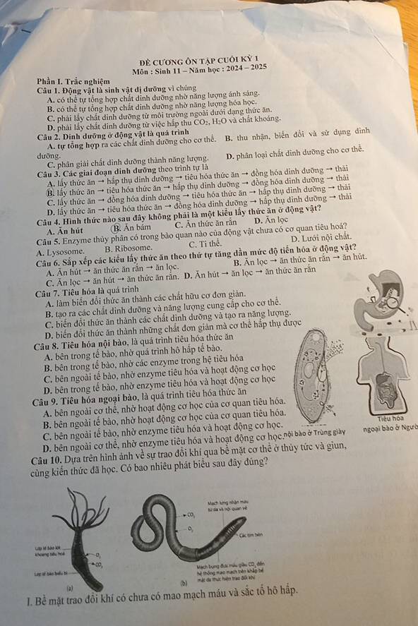 Để Cương Ôn tập cuối Kỳ 1
Môn : Sinh 11 - Năm học : 2024 - 2025
Phần I. Trắc nghiệm
Câu 1. Động vật là sinh vật dị dưỡng vì chúng
A. có thể tự tổng hợp chất dỉnh dưỡng nhờ năng lượng ánh sáng.
B. có thể tự tổng hợp chất dinh dưỡng nhờ năng lượng hóa học.
C. phải lấy chất dinh dưỡng từ môi trường ngoài dưới dạng thức ăn.
D. phải lấy chất dinh dưỡng từ việc hấp thu CO_2, ,  H₂O và chất khoáng.
Câu 2. Dinh dưỡng ở động vật là quá trình
A. tự tổng hợp ra các chất dinh dưỡng cho cơ thể. B. thu nhận, biển đổi và sử dụng đình
dưỡng.
C. phân giải chất dinh dưỡng thành năng lượng D. phân loại chất dinh dưỡng cho cơ thể.
Câu 3. Các giai đoạn dinh dưỡng theo trình tự là
A. lấy thức ăn → hấp thụ dinh dưỡng → tiêu hóa thức ăn → đồng hóa dinh dưỡng → thái
B. lầy thức ăn → tiêu hóa thức ăn → hấp thụ dinh dưỡng → đồng hóa dinh dưỡng → thái
C. lấy thức ăn → đồng hóa dinh dưỡng → tiêu hóa thức ăn → hập thụ dinh dưỡng → thái
D. lấy thức ăn → tiêu hóa thức ăn → đồng hóa dinh dưỡng → hấp thụ dinh dưỡng → thải
Câu 4. Hình thức nào sau đây không phải là một kiểu lấy thức ăn ở động vật?
A. Ấn hút (B Ăn bám C. Ấn thức ăn rắn D. Ấn lọc
Câu 5. Enzyme thủy phân có trong bào quan nào của động vật chưa có cơ quan tiêu hoá?
A. Lysosome. B. Ribosome. C. Ti thể. D. Lưới nội chất.
Câu 6. Sắp xếp các kiểu lấy thức ăn theo thứ tự tăng dẫn mức độ tiến hóa ở động vật?
A. An hút → ăn thức ăn răn → ăn lọc. B. Ăn lọc → ăn thức ăn răn → ăn hút.
C. Ăn lọc → ăn hút → ăn thức ăn rắn. D. Ăn hút → ăn lọc → ăn thức ăn rắn
Câu 7. Tiêu hóa là quả trình
A. làm biến đổi thức ăn thành các chất hữu cơ đơn giản.
B. tạo ra các chất dinh dưỡng và năng lượng cung cấp cho cơ thể.
C. biến đổi thức ăn thành các chất dinh dưỡng và tạo ra năng lượng.
D. biến đổi thức ăn thành những chất đơn giản mà cơ thể hấp thụ được
Câu 8. Tiêu hóa nội bào, là quá trình tiêu hóa thức ăn
A. bên trong tế bảo, nhờ quá trình hô hấp tế bảo,
B. bên trong tế bào, nhờ các enzyme trong hệ tiêu hóa
C. bên ngoài tế bào, nhờ enzyme tiêu hóa và hoạt động cơ học
D. bên trong tế bào, nhờ enzyme tiêu hóa và hoạt động cơ học
Câu 9. Tiêu hóa ngoại bào, là quá trình tiêu hóa thức ăn
A. bên ngoài cơ thể, nhờ hoạt động cơ học của cơ quan tiêu hóa.
B. bên ngoài tế bào, nhờ hoạt động cơ học của cơ quan tiêu hóa.
C. bên ngoài tế bảo, nhờ enzyme tiêu hóa và hoạt động cơ học. Tiêu hóa
D. bên ngoài cơ thể, nhờ enzyme tiêu hóa và hoạt động cơ học nội bào ở Trùng giày ngoại bào ở Ngườ
Câu 10. Dựa trên hình ảnh về sự trao đổi khí qua bề mặt cơ thể ở thủy tức và giun,
cùng kiến thức đã học. Có bao nhiêu phát biểu sau đây đúng?
I. Bể mặt trao đổi khí có chưa có maoấp.
