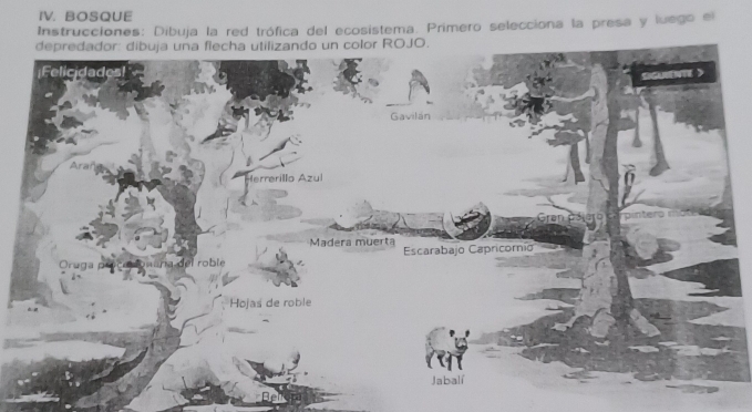 BOSQUE 
Instrucciones: Dibuja la red trófica del ecosistema. Primero selecciona la presa y luego el