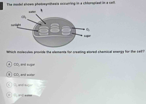 The model shows photosynthesis occurring in a chloroplast in a cell.
Which molecules provide the elements for creating stored chemical energy for the cell?
A) CO, and sugar
B CO_2 and water
O_3 and sugar
D O_2 and water