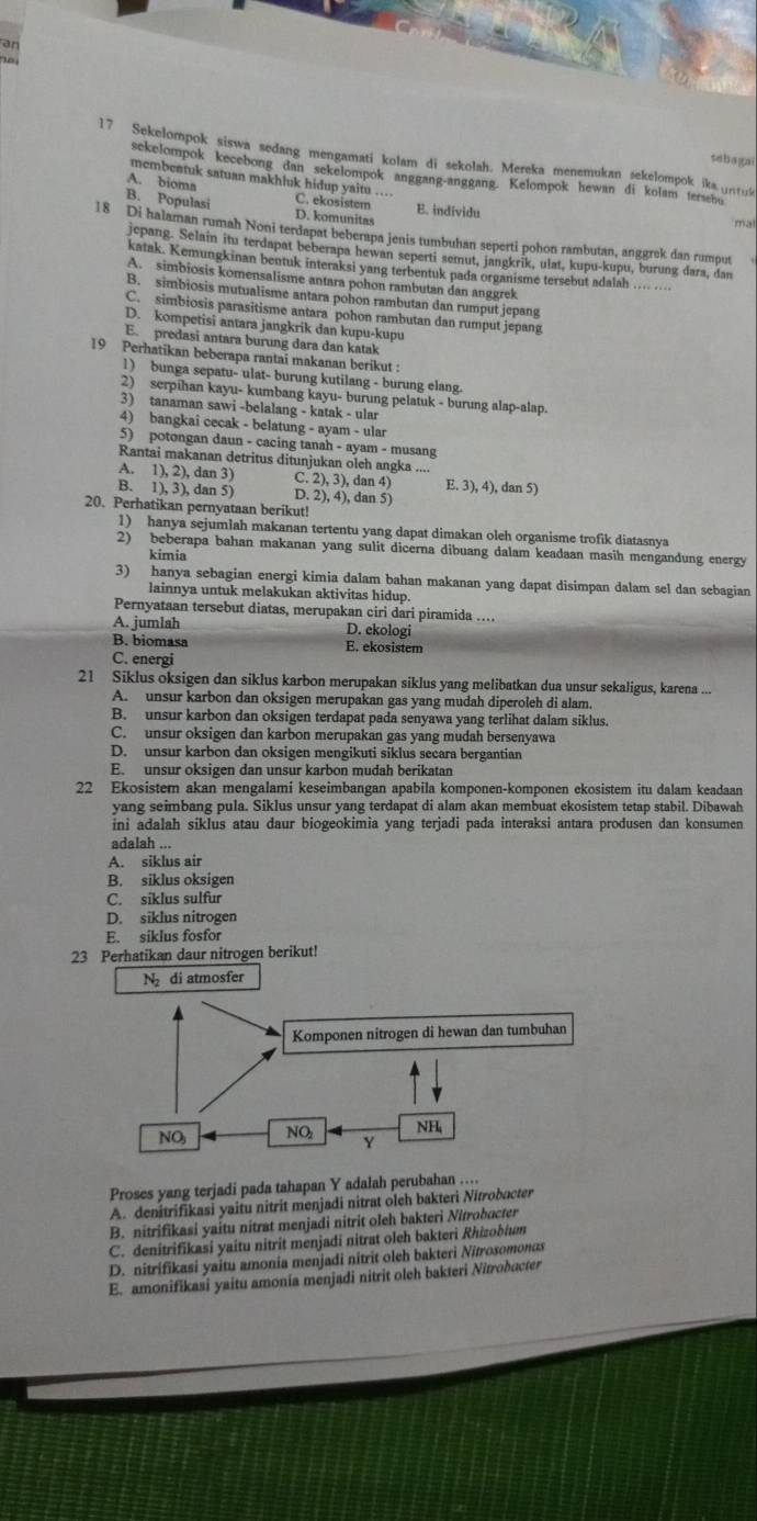 ar
15
17 Sekelompok siswa sedang mengamati kolam di sekolah. Mereka menemukan sekelompok ika untua
sabagai
sekelompok kecebong dan sekelompok anggang-anggang. Kelompok hewan di kolam tersebu
membentuk satuan makhluk hidup yaitu ...
A. bioma C. ekosistem E. individu
B. Populasi D. komunitas
mal
18 Di halaman rumah Noni terdapat beberapa jenis tumbuhan seperti pohon rambutan, anggrek dan rumput
jepang. Selain itu terdapat beberapa hewan seperti semut, jangkrik, ulat, kupu-kupu, burung dara, dan
katak. Kemungkinan bentuk interaksi yang terbentuk pada organisme tersebut adalah .. ....
A. simbiosis komensalisme antara pohon rambutan dan anggrek
B. simbiosis mutualisme antara pohon rambutan dan rumput jepang
C. simbiosis parasitisme antara pohon rambutan dan rumput jepang
D. kompetisi antara jangkrik dan kupu-kupu
E. predasi antara burung dara dan katak
19 Perhatikan beberapa rantai makanan berikut :
1) bunga sepatu- ulat- burung kutilang - burung elang.
2) serpihan kayu- kumbang kayu- burung pelatuk - burung alap-alap.
3) tanaman sawi -belalang - katak - ular
4) bangkaî cecak - belatung - ayam - ular
5) potongan daun - cacing tanah - ayam - musang
Rantai makanan detritus ditunjukan oleh angka ....
A. 1), 2), dan 3) C. 2), 3), dan 4) E. 3), 4), dan 5)
B. 1), 3), dan 5) D. 2), 4), dan 5)
20. Perhatikan pernyataan berikut!
1) hanya sejumlah makanan tertentu yang dapat dimakan oleh organisme trofik diatasnya
2) beberapa bahan makanan yang sulit dicerna dibuang dalam keadaan masih mengandung energy
kimia
3) hanya sebagian energi kimia dalam bahan makanan yang dapat disimpan dalam sel dan sebagian
lainnya untuk melakukan aktivitas hidup.
Pernyataan tersebut diatas, merupakan ciri dari piramida ...
A. jumlah D. ekologi
B. biomasa E. ekosistem
C. energi
21 Siklus oksigen dan siklus karbon merupakan siklus yang melibatkan dua unsur sekaligus, karena ...
A. unsur karbon dan oksigen merupakan gas yang mudah diperoleh di alam.
B. unsur karbon dan oksigen terdapat pada senyawa yang terlihat dalam siklus.
C. unsur oksigen dan karbon merupakan gas yang mudah bersenyawa
D. unsur karbon dan oksigen mengikuti siklus secara bergantian
E. unsur oksigen dan unsur karbon mudah berikatan
22 Ekosistem akan mengalami keseimbangan apabila komponen-komponen ekosistem itu dalam keadaan
yang seimbang pula. Siklus unsur yang terdapat di alam akan membuat ekosistem tetap stabil. Dibawah
ini adalah siklus atau daur biogeokimia yang terjadi pada interaksi antara produsen dan konsumen
adalah ...
A. siklus air
B. siklus oksigen
C. siklus sulfur
D. siklus nitrogen
E. siklus fosfor
23 Perhatikan daur nitrogen berikut!
N di atmosfer
Proses yang terjadi pada tahapan Y adalah perubahan ...
A. denitrifikasi yaitu nitrit menjadi nitrat oleh bakteri Nitrobucter
B. nitrifikasi yaitu nitrat menjadi nitrit oleh bakteri Nitrobacter
C. denitrifikasi yaitu nitrit menjadi nitrat oleh bakteri Rhizobium
D. nitrifikasi yaitu amonia menjadi nitrit oleh bakteri Nitrosomonus
E. amonifikasi yaitu amonia menjadi nitrit oleh bakteri Nitrobucter