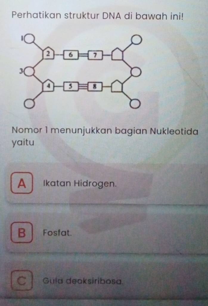 Perhatikan struktur DNA di bawah ini!
Nomor 1 menunjukkan bagian Nukleotida
yaitu
A Ikatan Hidrogen.
B Fosfat.
C Gula deoksiribosa.