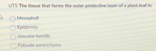 UT5 The tissue that forms the outer protective layer of a plant leaf is:
Mesophyll
Epidermis
Vascular bundle
Palisade parenchyma