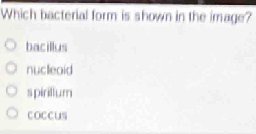 Which bacterial form is shown in the image?
bacillus
nucleoid
spirillum
COCCUs