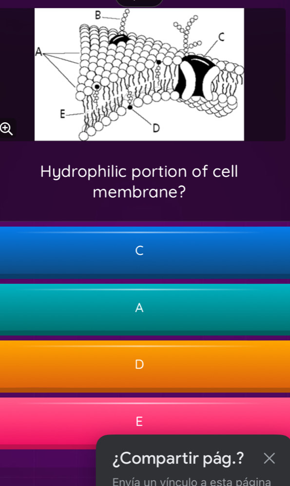 Hydrophilic portion of cell 
membrane? 
A 
¿Compartir pág.? X 
Envía un vínculo a esta página